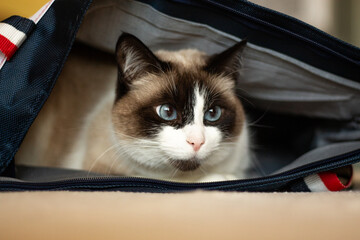 Black and white cat hiding in bag from something that scared him a lot. Cat is sitting in safe...
