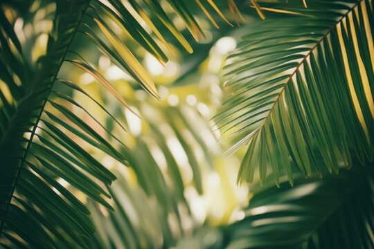 peaceful tropical palm leaves concept of relaxation spa retreat vacations