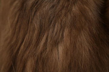 Close-up of rich brown dog fur showing soft, natural texture and fine details. The wavy strands create a warm and cozy feel, perfect for background or texture design. Red tricolor Australian shepherd.