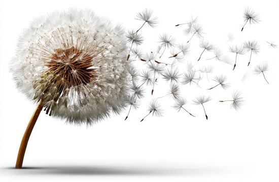 Dandelion's Wish: The delicate moment of dandelion seeds dispersing into the breeze, symbolizing freedom, hope, and the transient beauty of nature.
