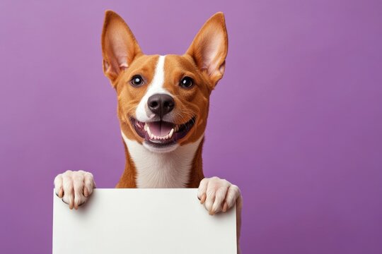 Studio concept for mascot. &ETH;&iexcl;ute adult dog basenji hold in front paws a template - large white way sign. Puppy sign photo. Isolated dog on a solid clothing purple background. Dog and empty si.