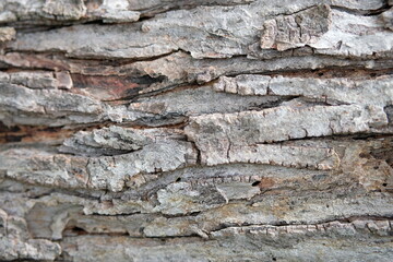 tree bark texture 