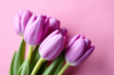 Cluster of vibrant pink tulips on a solid pink background