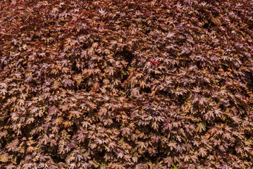 Acer platanoides foliage on a sunny day.