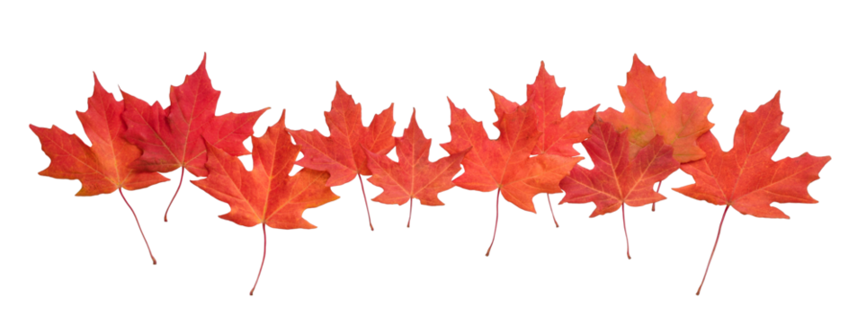 A row of vibrant autumn maple leaves isolated cutout on transparent