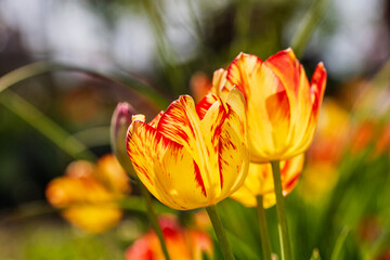 Spring and summer nature scene with blooming tulips