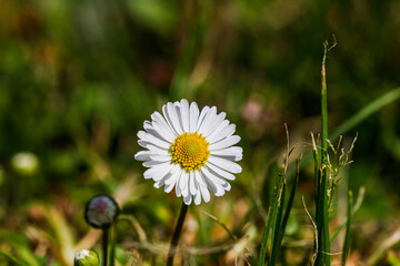 Nature scene with blooming bellis perennis, commonly known as the white daisy © Vlad Ispas