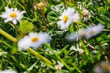 Nature scene with blooming bellis perennis, commonly known as the white daisy © Vlad Ispas