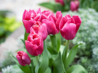 Bright pink fringed tulips in garden bloom