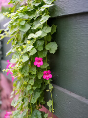 Trailing pink flowers on green wooden wall