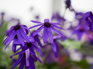 Bright purple daisy-like flowers in bloom
