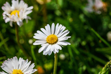Nature scene with blooming bellis perennis, commonly known as the white daisy © Vlad Ispas
