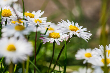 Nature scene with blooming bellis perennis, commonly known as the white daisy © Vlad Ispas