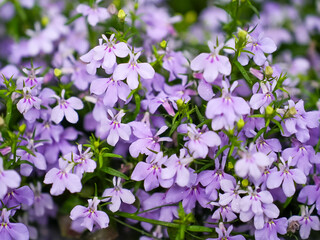 Cluster of small blooming purple lobelia flowers in garden bed