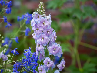 Delicate purple and blue garden flowers blooming