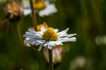 Nature scene with blooming bellis perennis, commonly known as the white daisy © Vlad Ispas