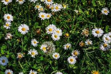 Nature scene with blooming bellis perennis, commonly known as the white daisy © Vlad Ispas