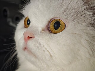 Close up of a white persian cat gazing upwards, showcasing its captivating amber eyes and delicate pink nose