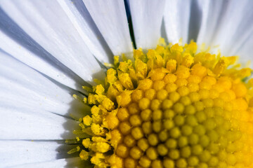 Nature scene with blooming bellis perennis, commonly known as the white daisy © Vlad Ispas