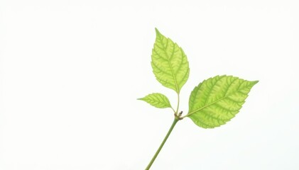 Fototapeta premium Single, delicate sapling, isolated on pure white , twig, life, sapling