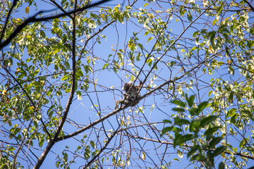 A Common Marmoset (Callithrix jacchus) with white ear tufts, clinging to a branch in the treetop under a clear blue sky.