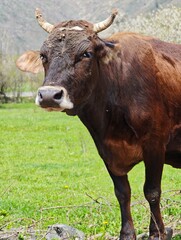 Brown cow standing in a green pasture on a sunny day