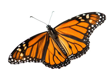 Fototapeta premium Butterfly flying isolated on transparent background 