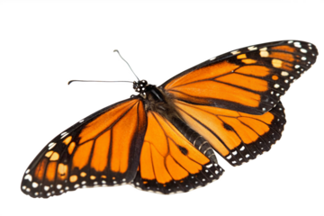 Butterfly flying isolated on transparent background
