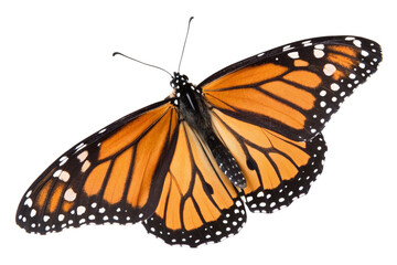 Fototapeta premium Butterfly flying isolated on transparent background 