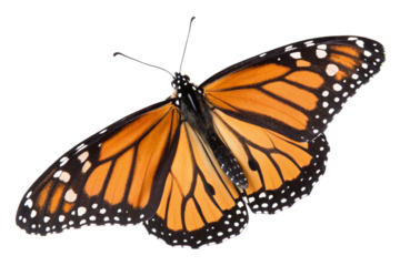 Butterfly flying isolated on transparent background
