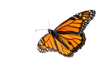 Fototapeta premium Butterfly flying isolated on transparent background 