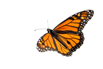 Butterfly flying isolated on transparent background
