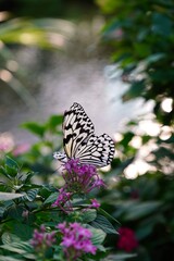 Paper Kite Butterfly on Pink Flowers