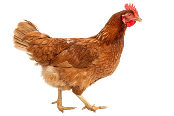Fototapeta premium Full body of brown chicken hen standing isolated transparent background 