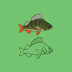 perch fish