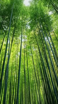 bamboo forest in the morning