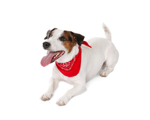 Cute Jack Russell Terrier dog with red bandana on white background