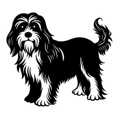 shih tzu dog
