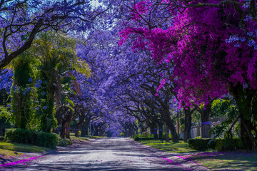 Jacaranda trees in full bloom lined in a pretoria street south africa during spring
