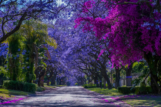 Jacaranda trees in full bloom lined in a pretoria street south africa during spring