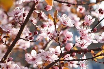 Beautiful blossoming cherry plum tree with pink flowers outdoors, closeup