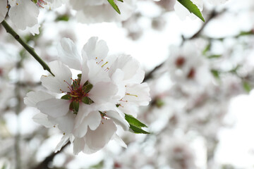 Beautiful blossoming cherry plum tree with white flowers outdoors, closeup