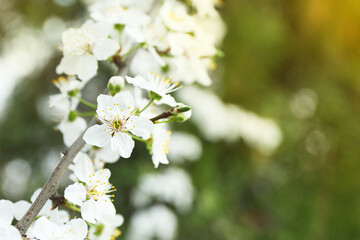 Beautiful blossoming cherry plum tree with white flowers outdoors, closeup. Space for text