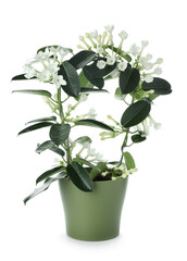 Beautiful jasmine plant in pot isolated on white