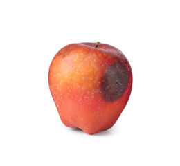 One whole rotten apple isolated on white