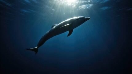Obraz premium Majestic dolphin in deep ocean. Sunlight beams through water