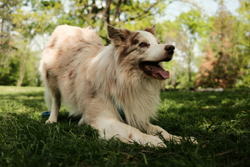 Happy red merle fluffy Border Collie in a playful bow pose on the grass in a sunny park, looking...