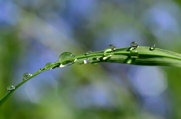 Regentropfen auf einem Grashalm