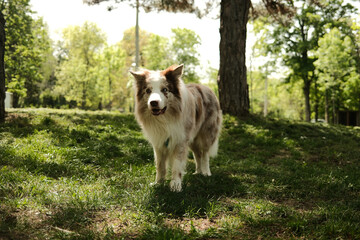 A fluffy red merle Border Collie stands in a sun-dappled park, gazing attentively toward the camera. Surrounded by tall trees and fresh green grass, the dog enjoys a peaceful moment in nature.
