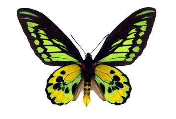 Obraz premium A striking green yellow butterfly known as Ornithoptera rothschildi showcases its vibrant wings. Found in tropical regions, it represents a marvel of nature's beauty.